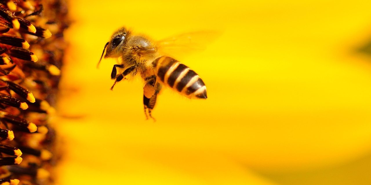 Stilte na het gezoem: Toename van sterfte in Nederlandse bijenkolonies