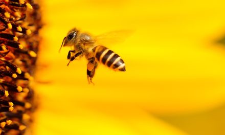 Stilte na het gezoem: Toename van sterfte in Nederlandse bijenkolonies