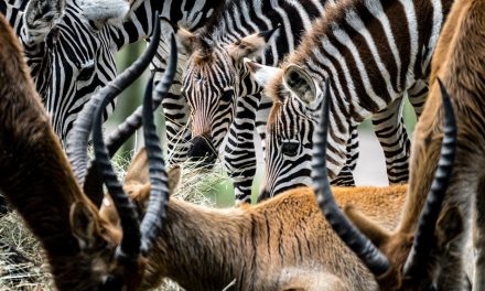 Namibië ziet geen problemen in het afschieten van bedreigde dieren als het gaat om mensenlevens