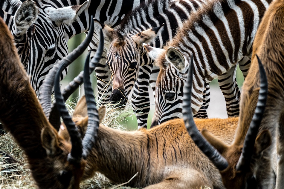 Namibië ziet geen problemen in het afschieten van bedreigde dieren als het gaat om mensenlevens