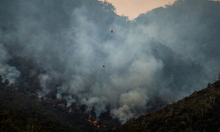 Hoe politieke belangen de toekomst van de Braziliaanse Amazonewoud bedreigen