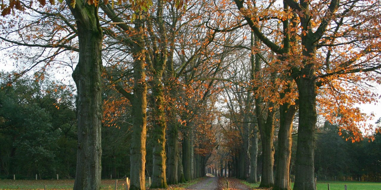 De herfst komt eraan, en daarmee ook de herfstdepressie.