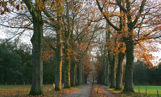 De herfst komt eraan, en daarmee ook de herfstdepressie.