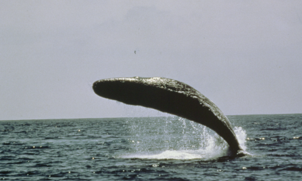 Walvis in gevaar door doorgezette jacht in Japan, Noorwegen en IJsland.