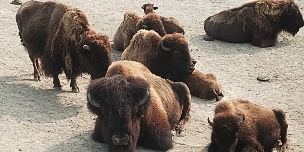 Jaarlijks honderden gezonde dierentuin dieren geëuthanaseerd