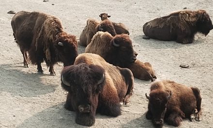 Jaarlijks honderden gezonde dierentuin dieren geëuthanaseerd