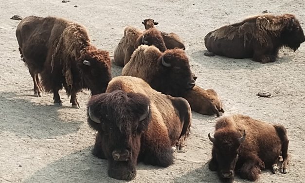 Jaarlijks honderden gezonde dierentuin dieren geëuthanaseerd