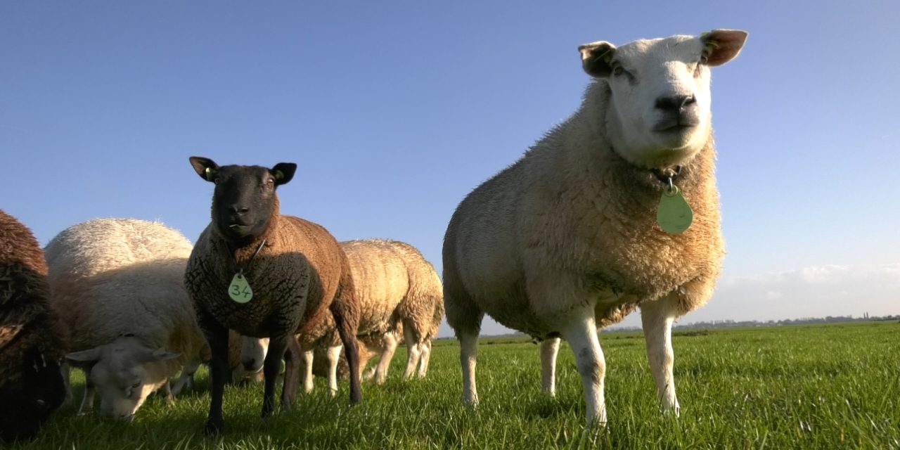 Als er één schaap over de dam is…