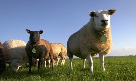 Als er één schaap over de dam is…