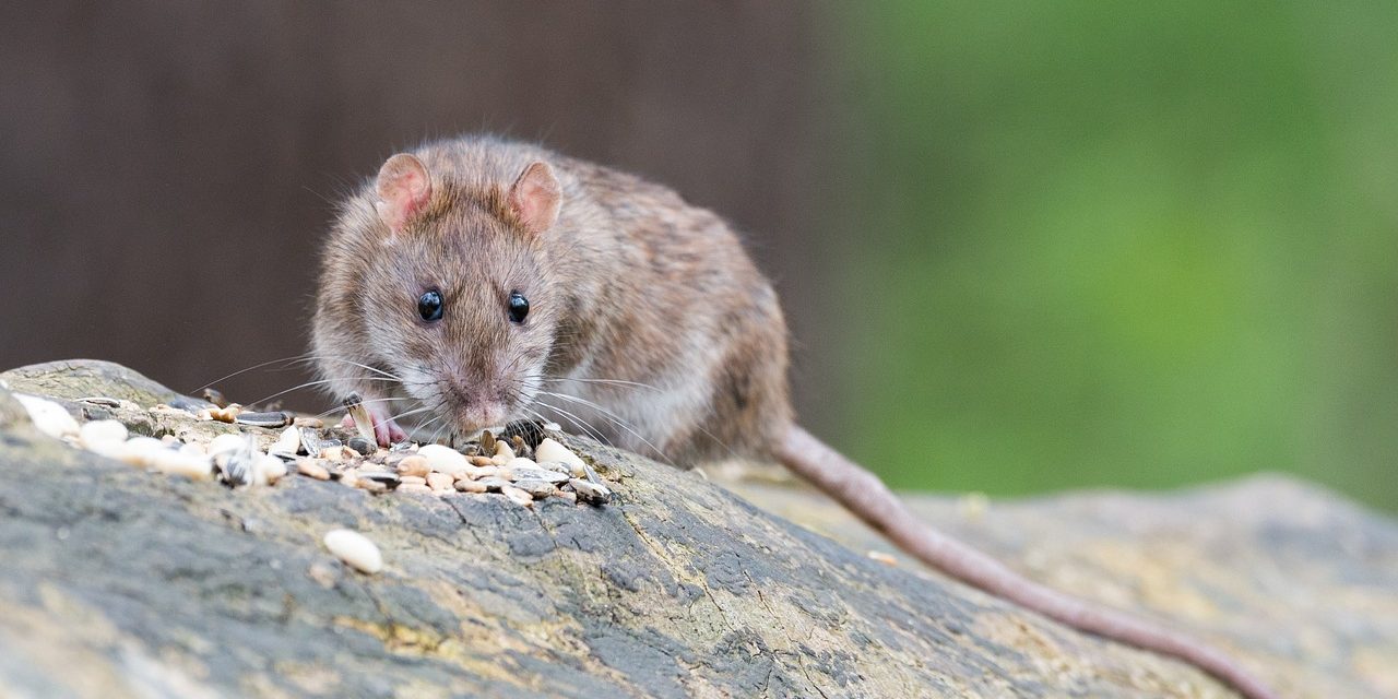 Factcheck: ja het doodschieten van ratten is de meest diervriendelijke manier van bestrijden