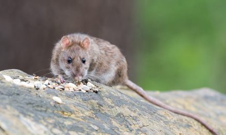 Factcheck: ja het doodschieten van ratten is de meest diervriendelijke manier van bestrijden