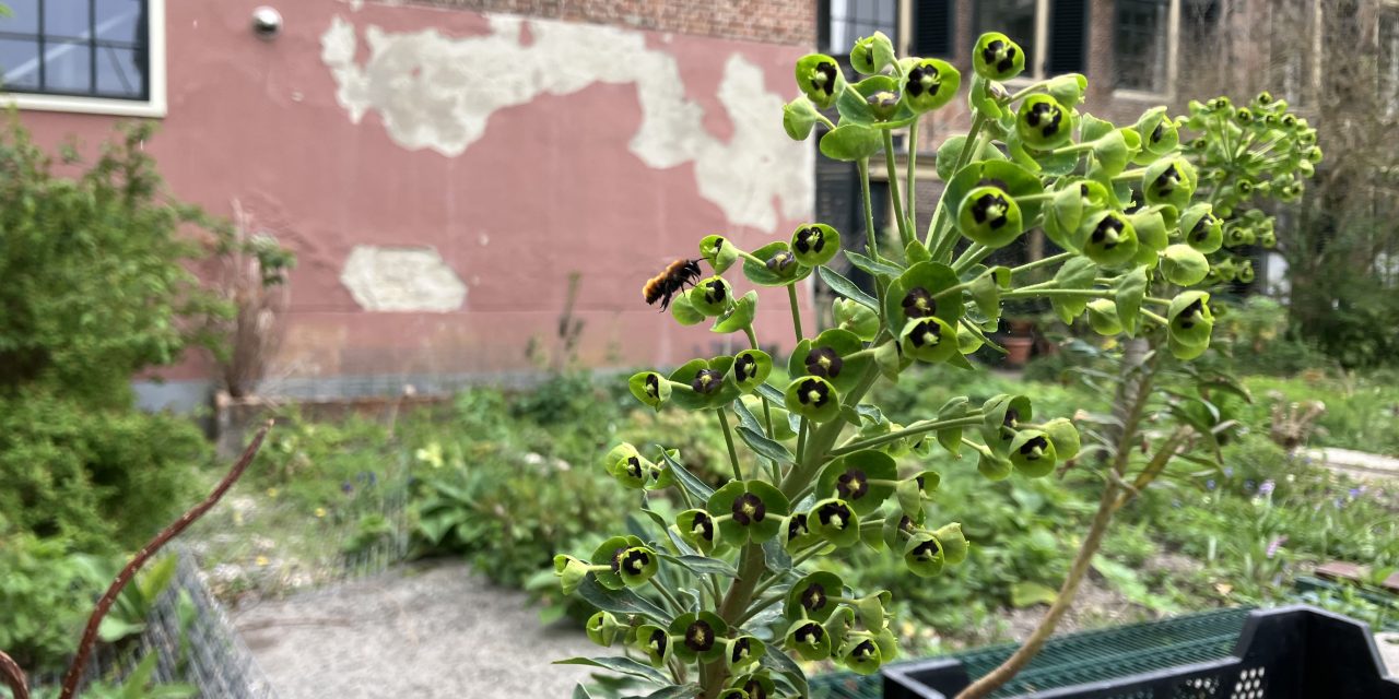 Gratis bloemenzaden brengen aandacht voor bijensterfte
