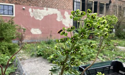 Gratis bloemenzaden brengen aandacht voor bijensterfte