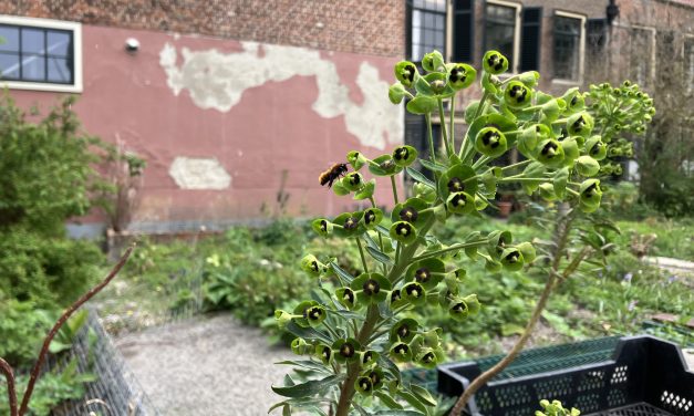 Help bijen met gratis bloemenzaden