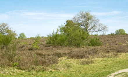 Door droogte stijgt risico op natuurbranden: Hilversum wil roken op de hei verbieden