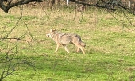 Factcheck: We staan al op de laatste trede van de wolven-escalatieladder