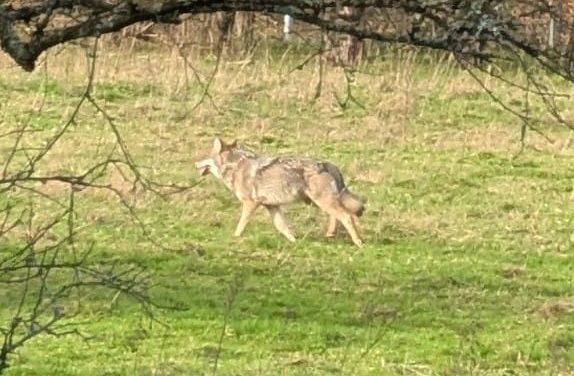 Factcheck: We staan al op de laatste trede van de wolven-escalatieladder