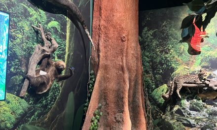 Explainer bauxiet reserves in Suriname