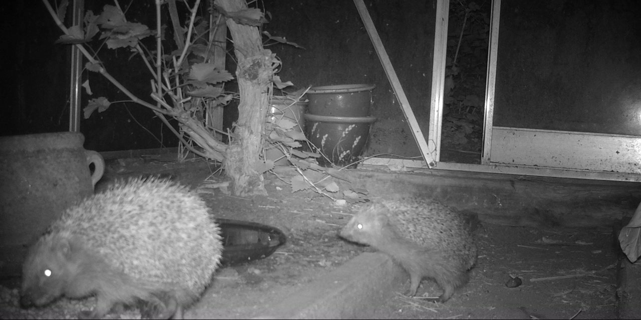 Egels in de knel door klimaatverandering