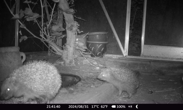 Egels in de knel door klimaatverandering