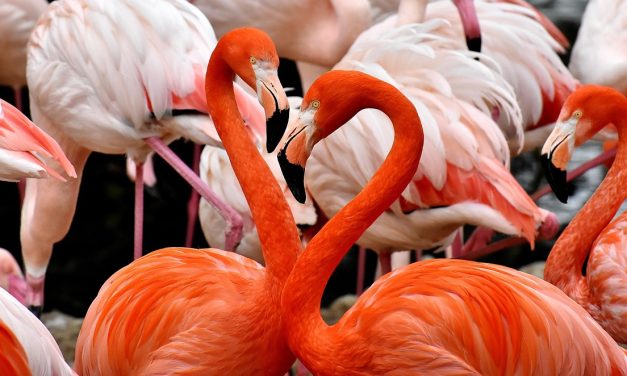 Seksuele diversiteit bij dieren