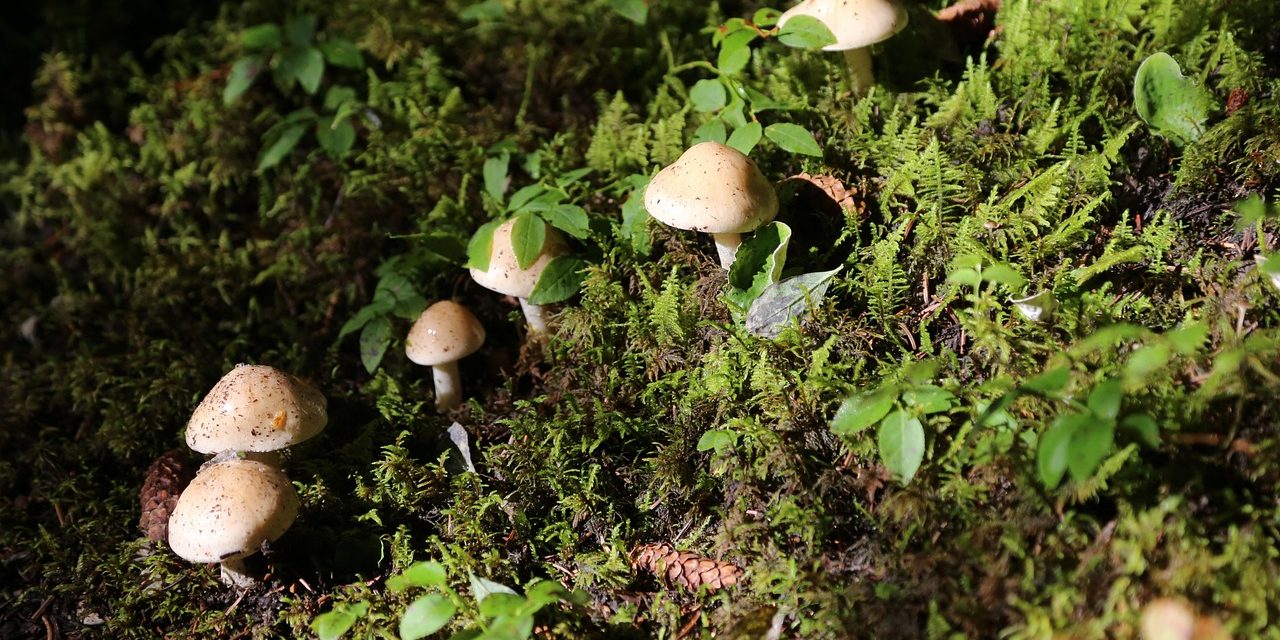 Factcheck: het wildplukken van paddenstoelen verslechterd de natuur niet