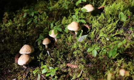 Factcheck: het wildplukken van paddenstoelen verslechterd de natuur niet