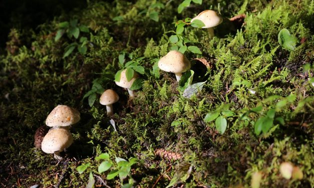 Factcheck: het wildplukken van paddenstoelen verslechterd de natuur niet