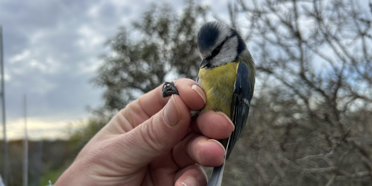 Pimpelmeesinvasie in Nederlandse kustgebieden