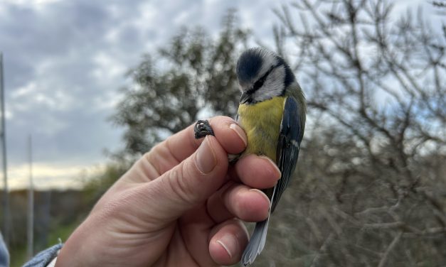 Pimpelmeesinvasie in Nederlandse kustgebieden
