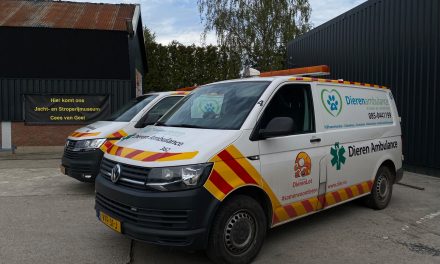 Minder egels, meer gevaren: de egel heeft het moeilijk