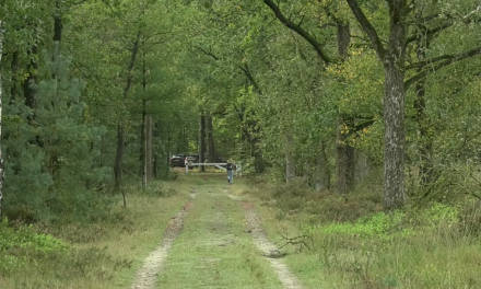 Samenleven met de wolf in Nederland: hoe haalbaar is dat?