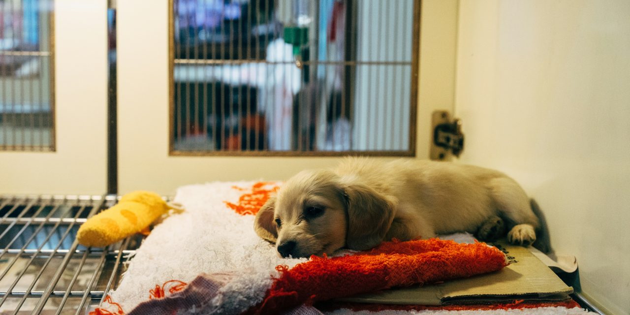 Waarom kiezen we voor een puppy of kitten als asielen vol zitten?