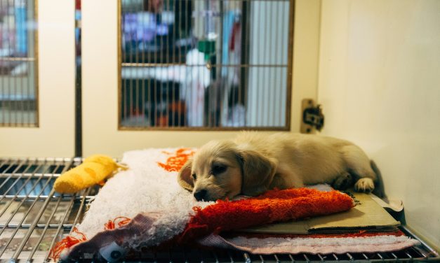 Waarom kiezen we voor een puppy of kitten als asielen vol zitten?