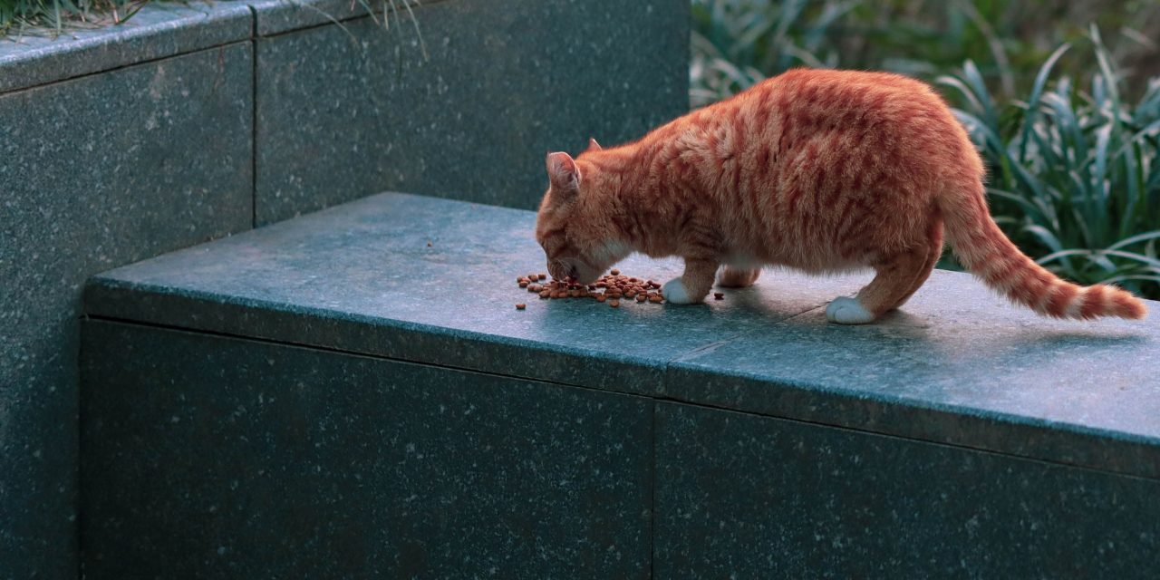 Factcheck: Vijftig keer te veel PFAS in kattenvoer?