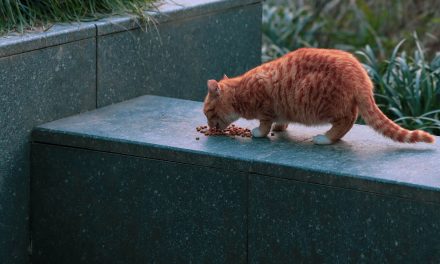 Factcheck: Vijftig keer te veel PFAS in kattenvoer?
