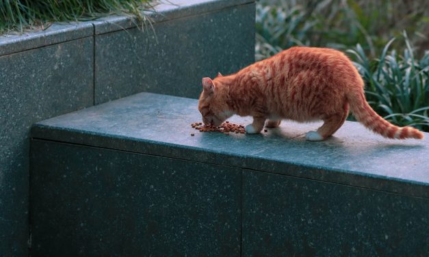 Factcheck: Vijftig keer te veel PFAS in kattenvoer?