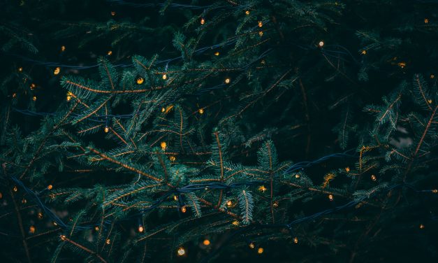 Maarssense bedrijven bundelen krachten: Kerstboomverkoop voor goede doelen ondanks prijsstijging en groeiende vraag
