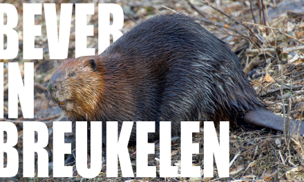 Bever in Breukelen: een boost in biodiversiteit of een risico?