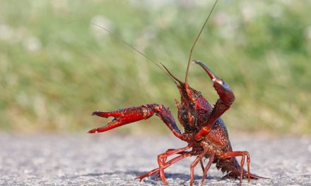 Amerikaanse rivierkreeft als grondstof, nieuwe oplossing in strijd tegen exoot?