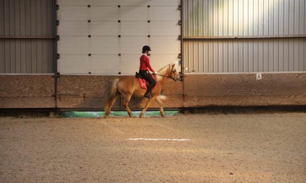 Vanaf 1 juli toegestaan: bitloos rijden op hoog niveau binnen de paardensport