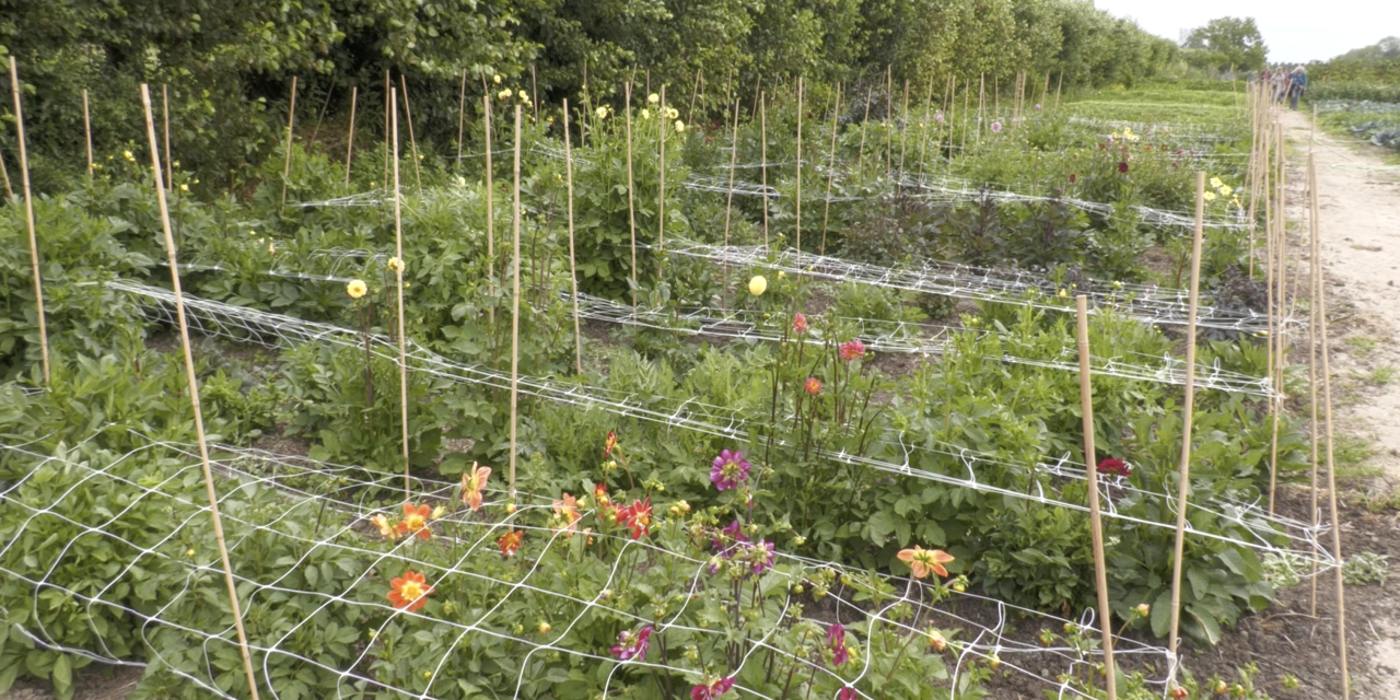 Biologische bloemen in bloei: het plukseizoen is begonnen