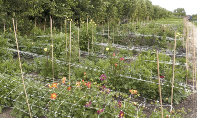 Biologische bloemen in bloei: het plukseizoen is begonnen