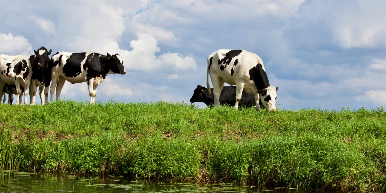 Droogte in Nederland leidt tot discussie over waterbeheer in Stichtse Vecht: nog geen noodmaatregelen voor de landbouw