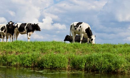 Droogte in Nederland leidt tot discussie over waterbeheer in Stichtse Vecht: nog geen noodmaatregelen voor de landbouw