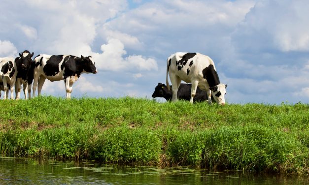 Droogte in Nederland leidt tot discussie over waterbeheer in Stichtse Vecht: nog geen noodmaatregelen voor de landbouw