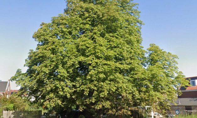 Oude kastanjeboom plotseling geveld in Maarssen