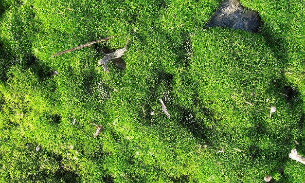 Riëtte Habes over plan voor groene plint langs A2: ‘Nieuwe tijden, nieuwe kansen, nieuwe technieken, daar moet weer eens naar gekeken worden’