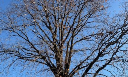 Minder betrokkenheid bij duurzaamheid tijdens Klimaatweek