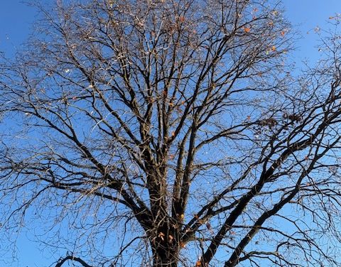 Minder betrokkenheid bij duurzaamheid tijdens Klimaatweek